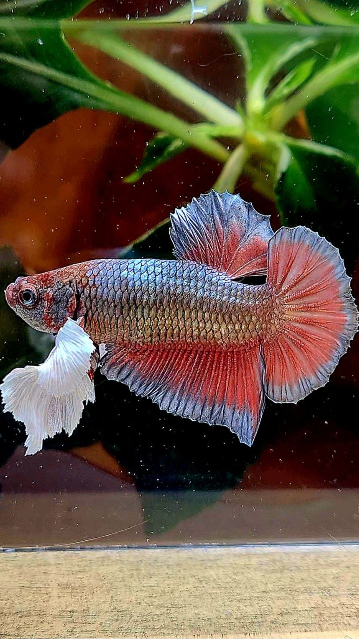 PLAKAT SUPER DUMBO EAR COPPER RED BETTA FISH