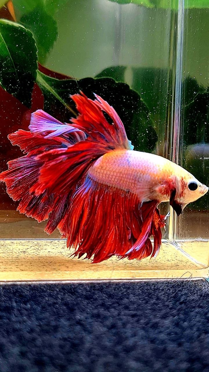 KING ROSETAIL HALFMOON RED MASCOT BETTA FISH