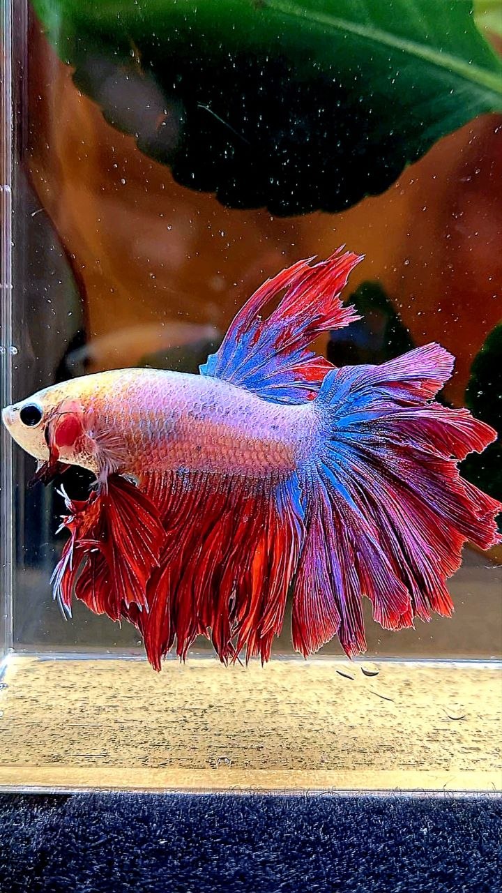 KING ROSETAIL HALFMOON RED MASCOT BETTA FISH