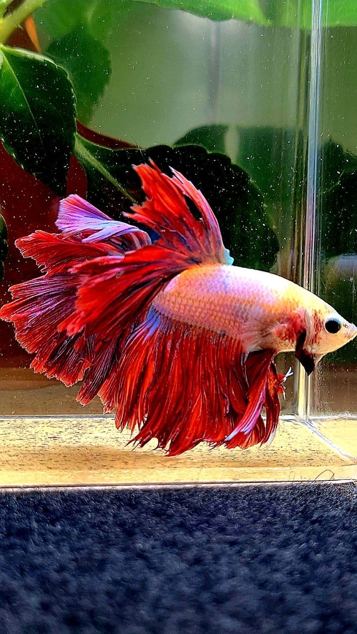KING ROSETAIL HALFMOON RED MASCOT BETTA FISH