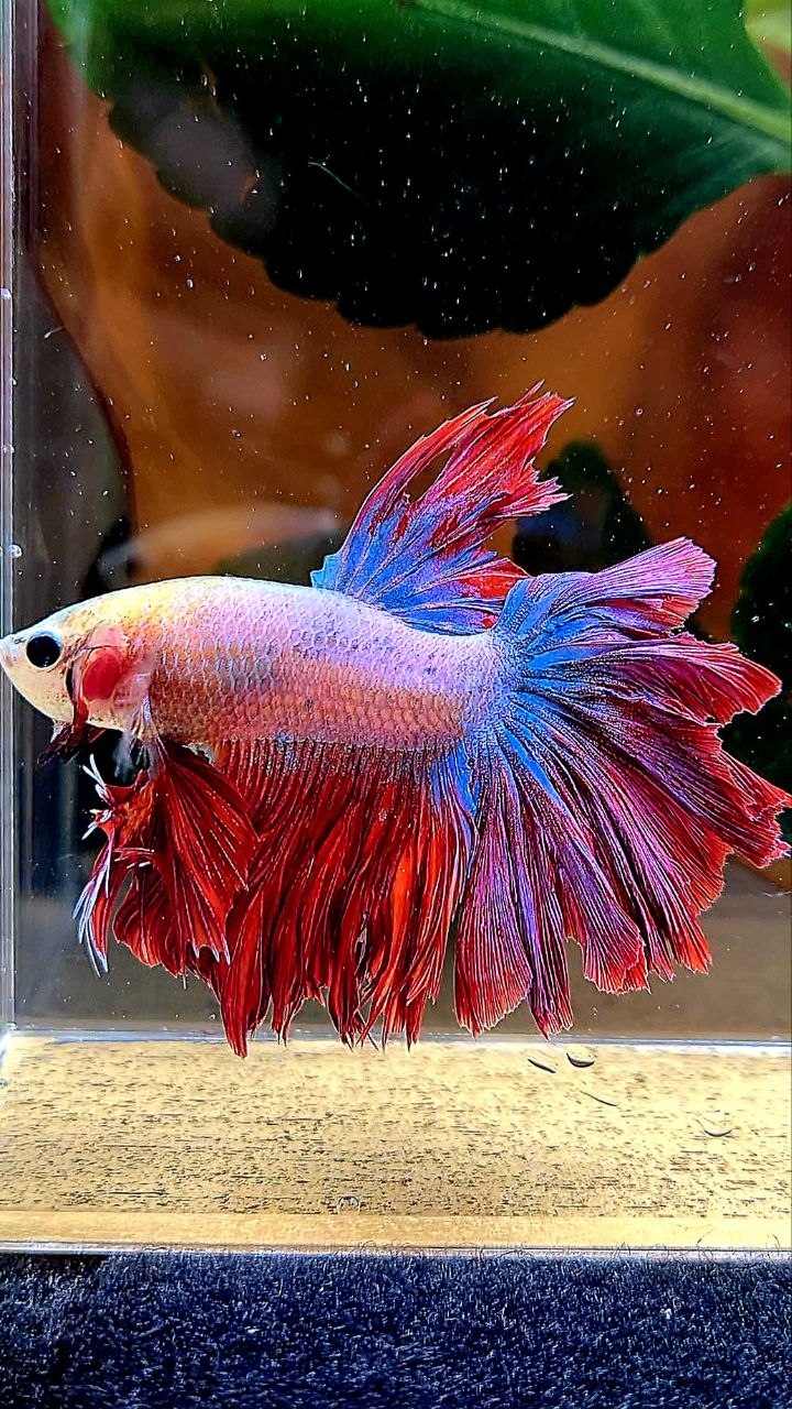 KING ROSETAIL HALFMOON RED MASCOT BETTA FISH