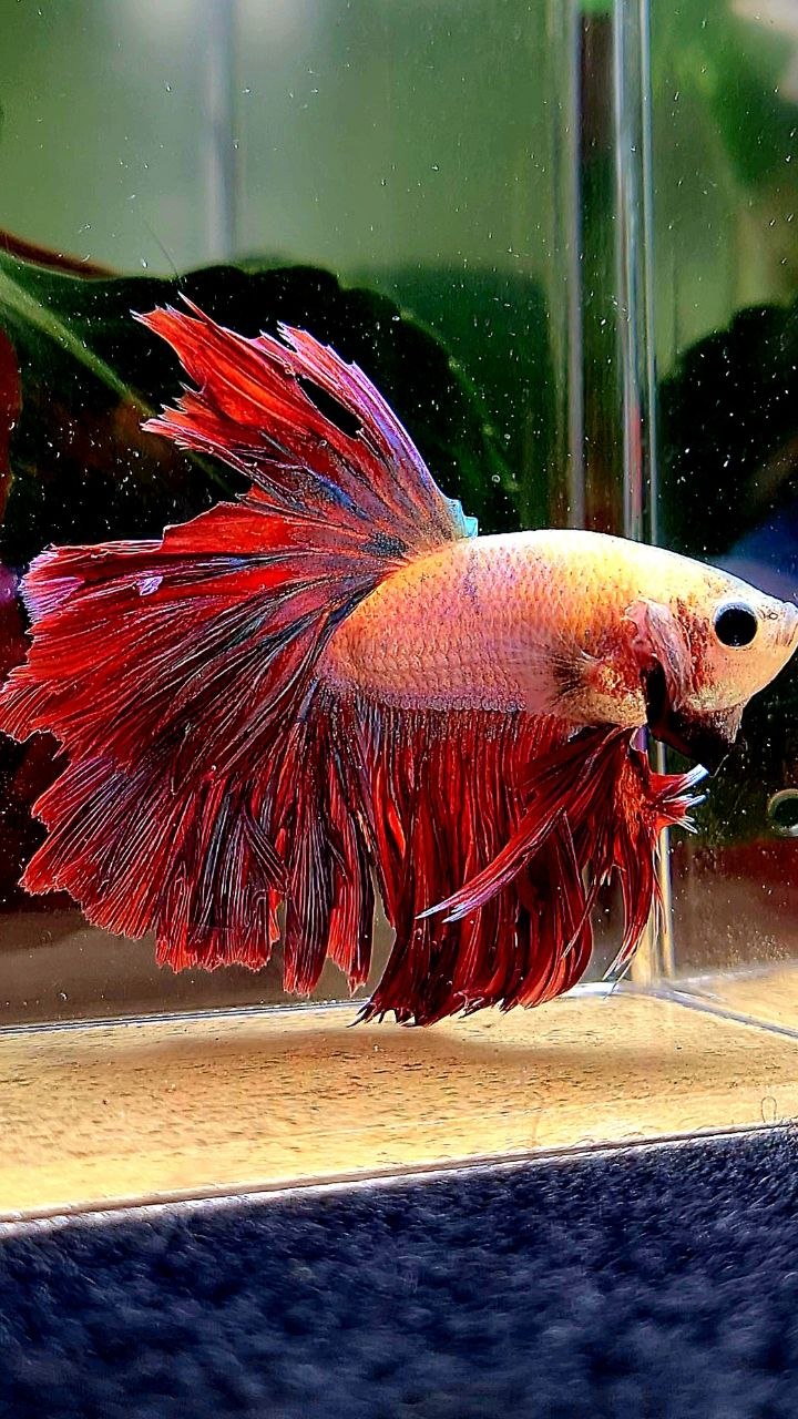 KING ROSETAIL HALFMOON RED MASCOT BETTA FISH