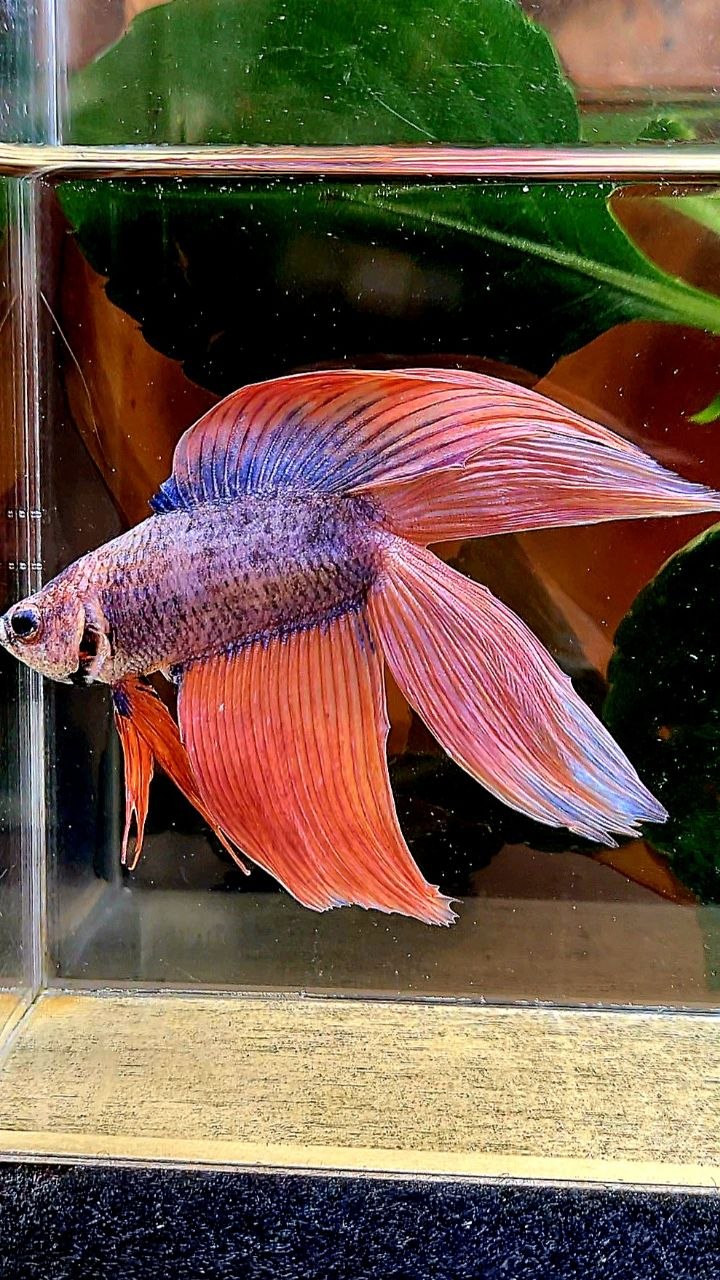 VEILTAIL DOUBLE TAIL ORANGE MASCOT BETTA FISH