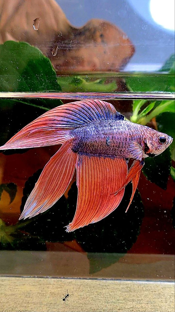 VEILTAIL DOUBLE TAIL ORANGE MASCOT BETTA FISH