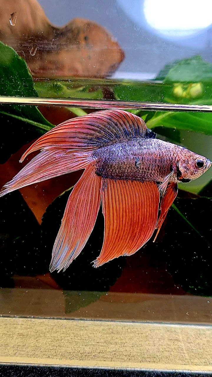 VEILTAIL DOUBLE TAIL ORANGE MASCOT BETTA FISH