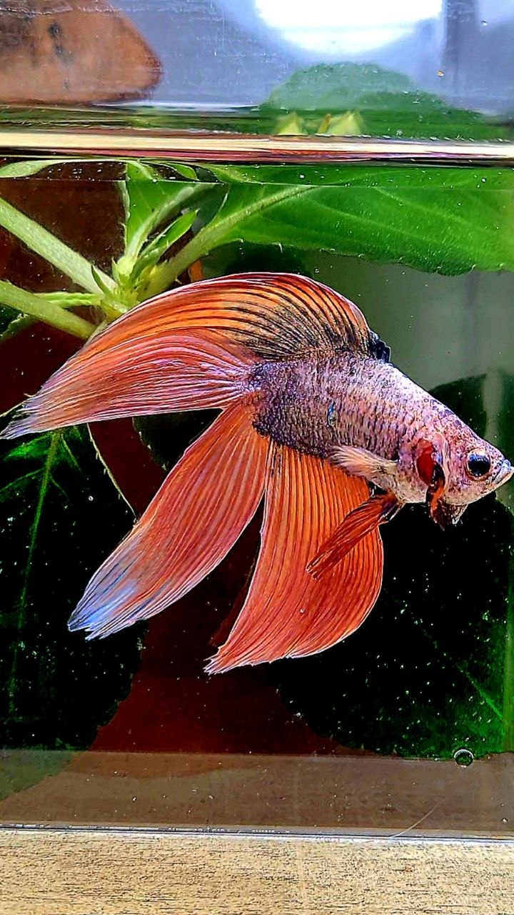 VEILTAIL DOUBLE TAIL ORANGE MASCOT BETTA FISH
