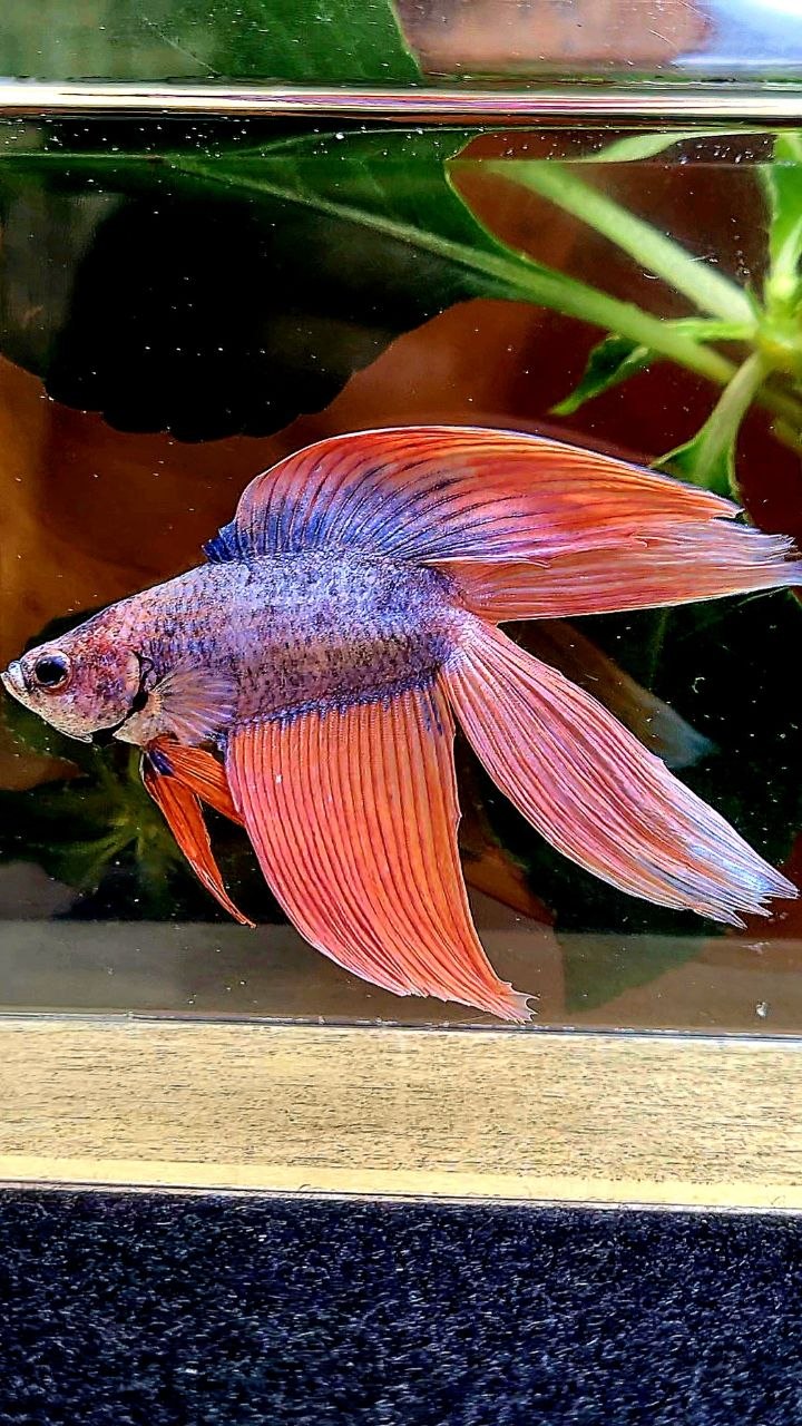 VEILTAIL DOUBLE TAIL ORANGE MASCOT BETTA FISH