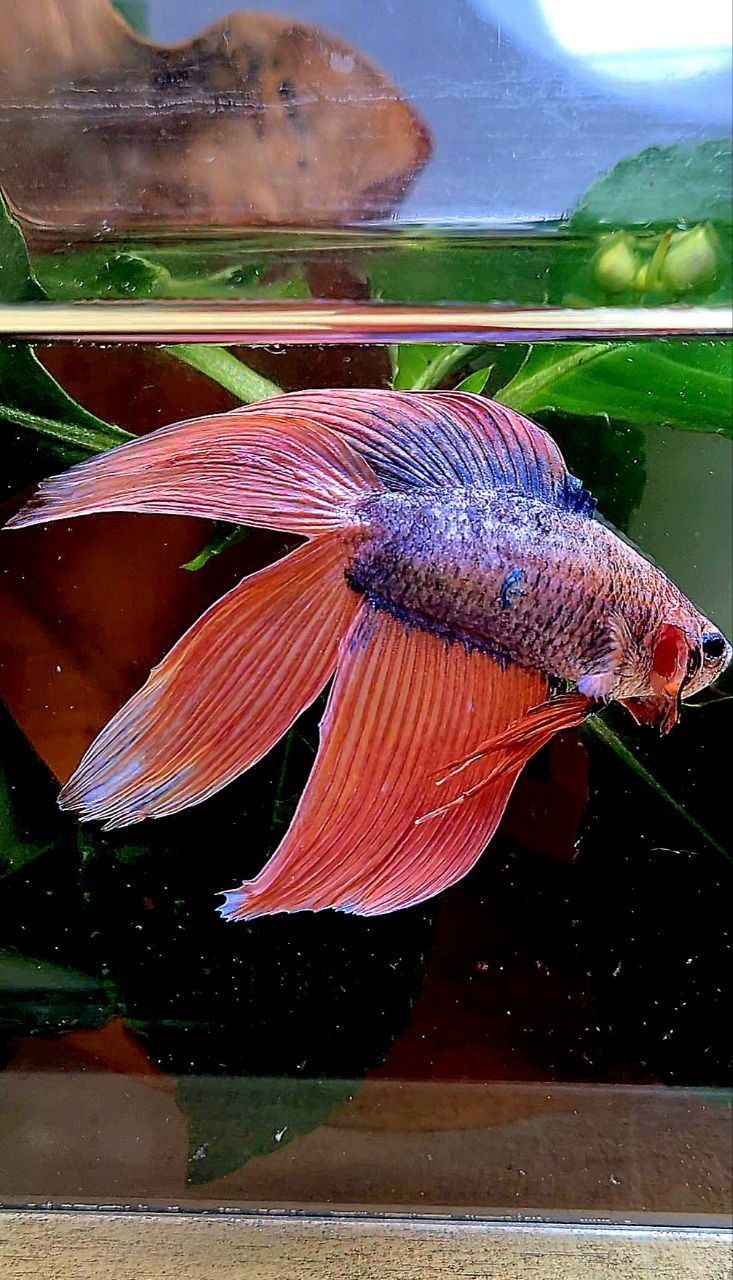 VEILTAIL DOUBLE TAIL ORANGE MASCOT BETTA FISH