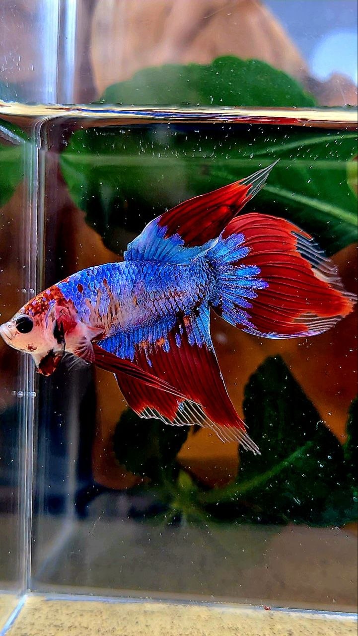 VEILTAIL AOC BLUE MASCOT UNIQUE BETTA FISH