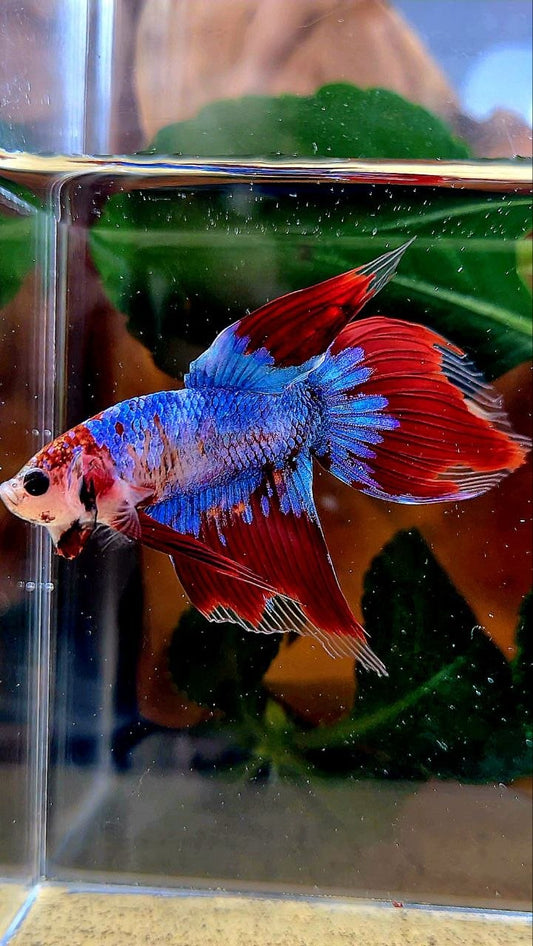 VEILTAIL AOC BLUE MASCOT UNIQUE BETTA FISH
