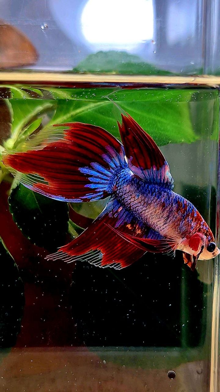 VEILTAIL AOC BLUE MASCOT UNIQUE BETTA FISH