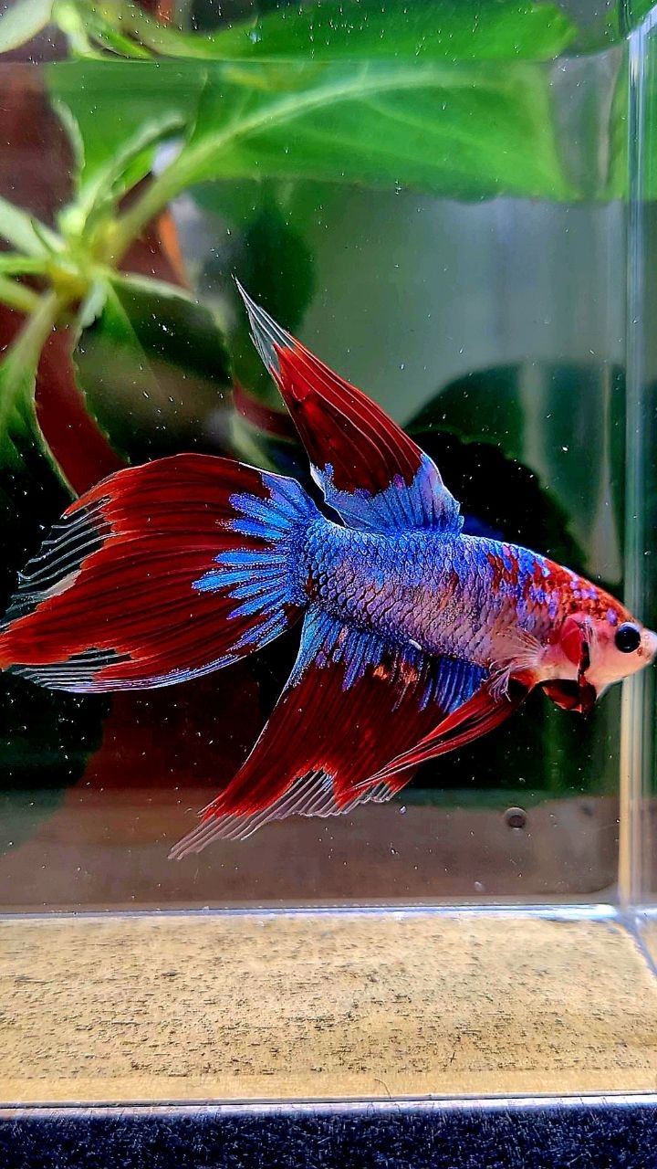 VEILTAIL AOC BLUE MASCOT UNIQUE BETTA FISH