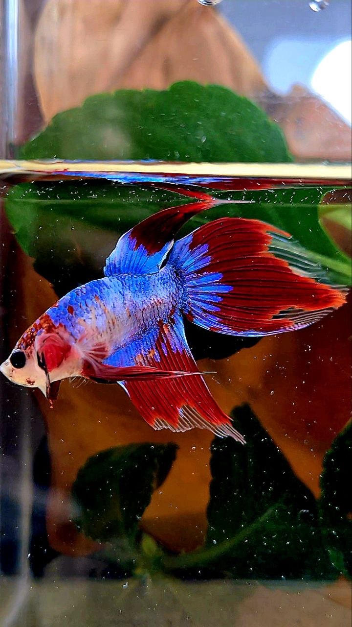 VEILTAIL AOC BLUE MASCOT UNIQUE BETTA FISH