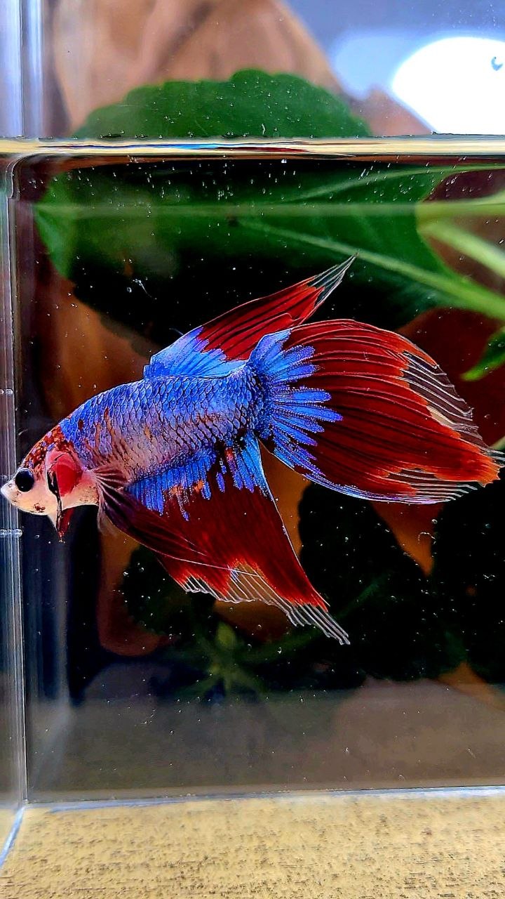 VEILTAIL AOC BLUE MASCOT UNIQUE BETTA FISH