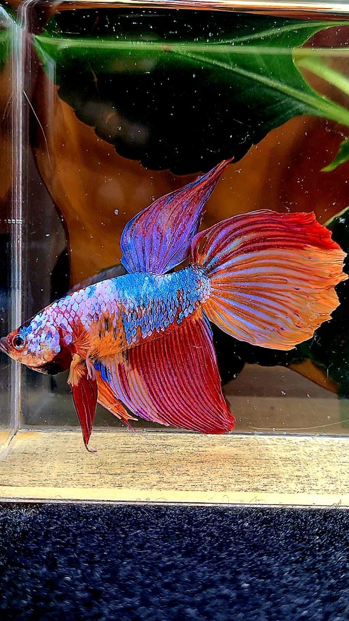 GIANT DELTA TOTAL 7CM+ FANCY MULTICOLOR BETTA FISH