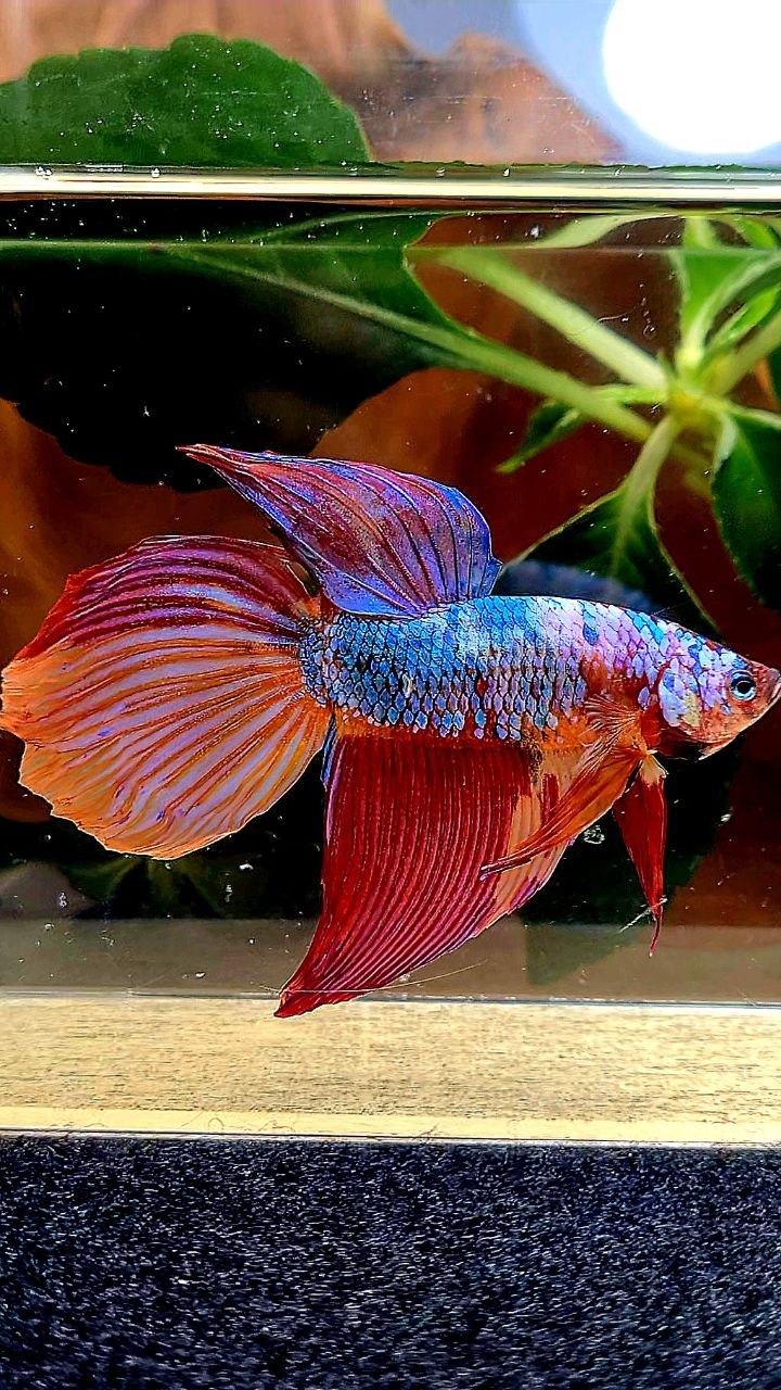 GIANT DELTA TOTAL 7CM+ FANCY MULTICOLOR BETTA FISH