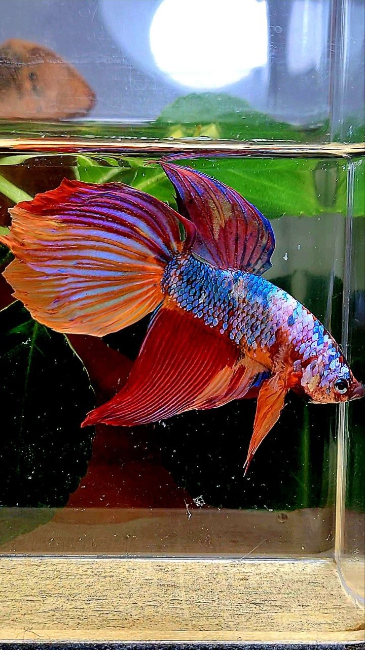 GIANT DELTA TOTAL 7CM+ FANCY MULTICOLOR BETTA FISH