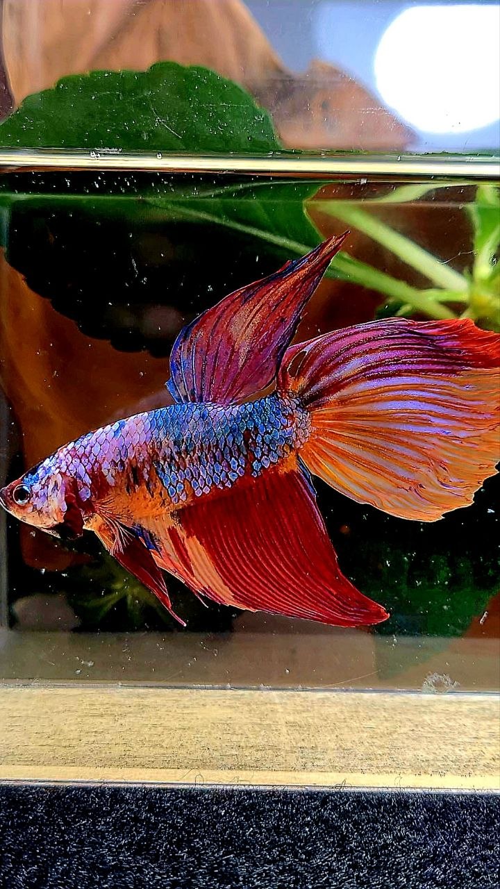 GIANT DELTA TOTAL 7CM+ FANCY MULTICOLOR BETTA FISH