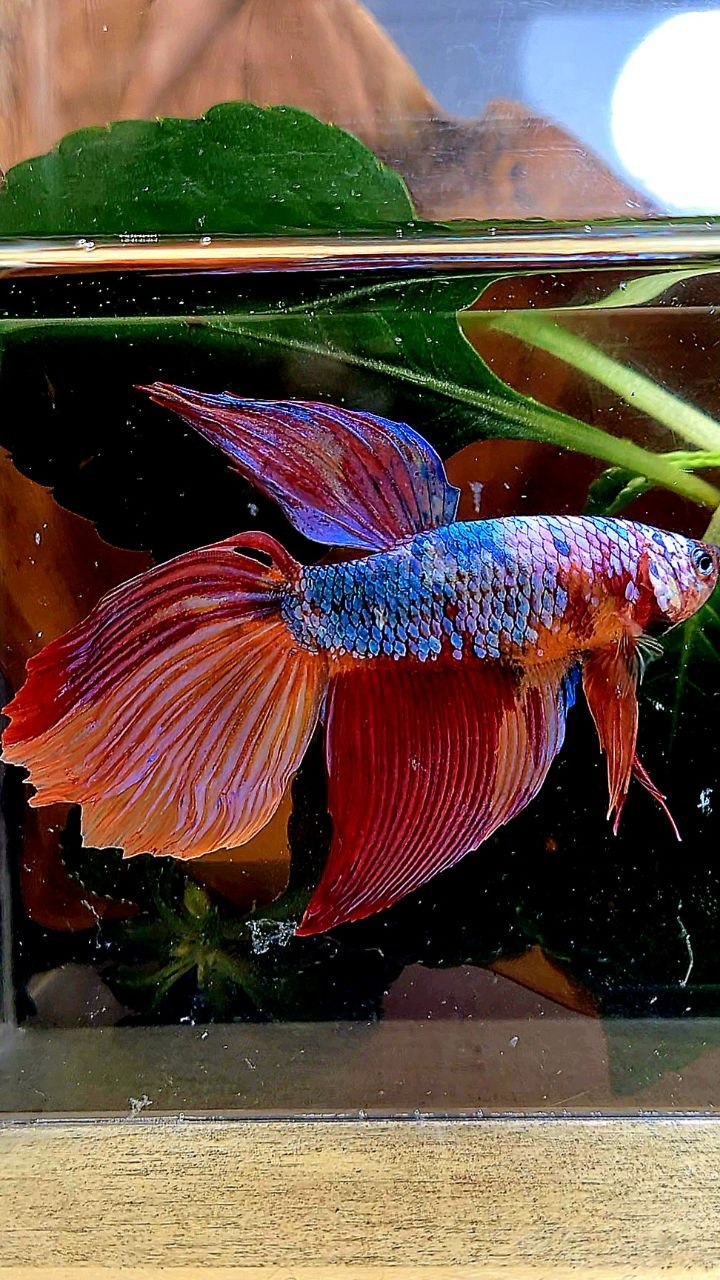 GIANT DELTA TOTAL 7CM+ FANCY MULTICOLOR BETTA FISH