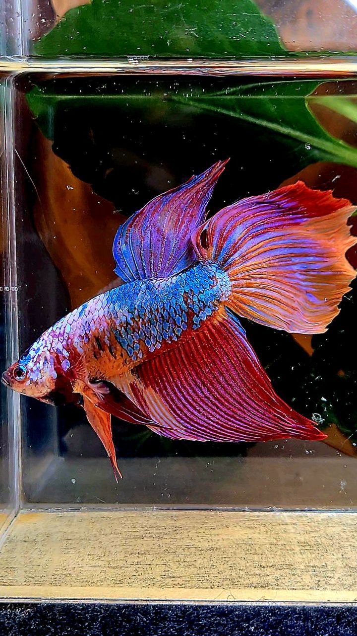 GIANT DELTA TOTAL 7CM+ FANCY MULTICOLOR BETTA FISH