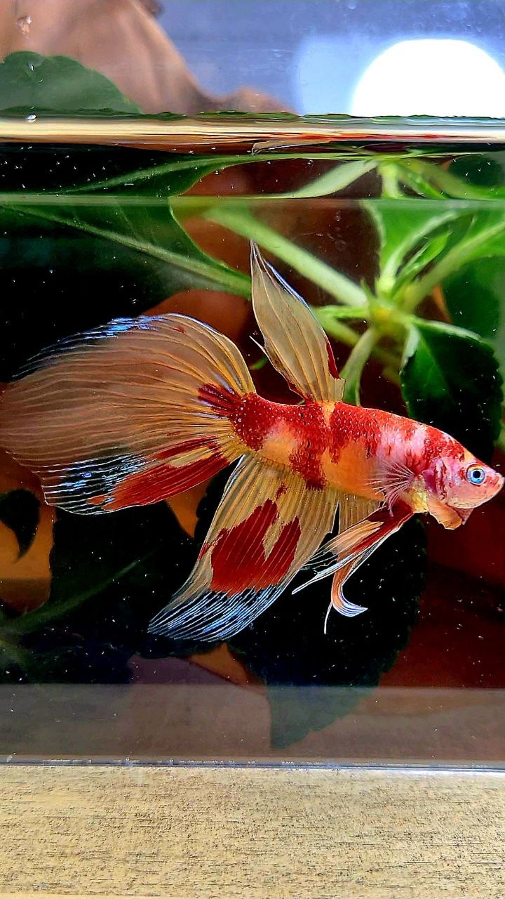 VEILTAIL FIRE LEOPARD MARBLE MULTICOLOR BETTA FISH