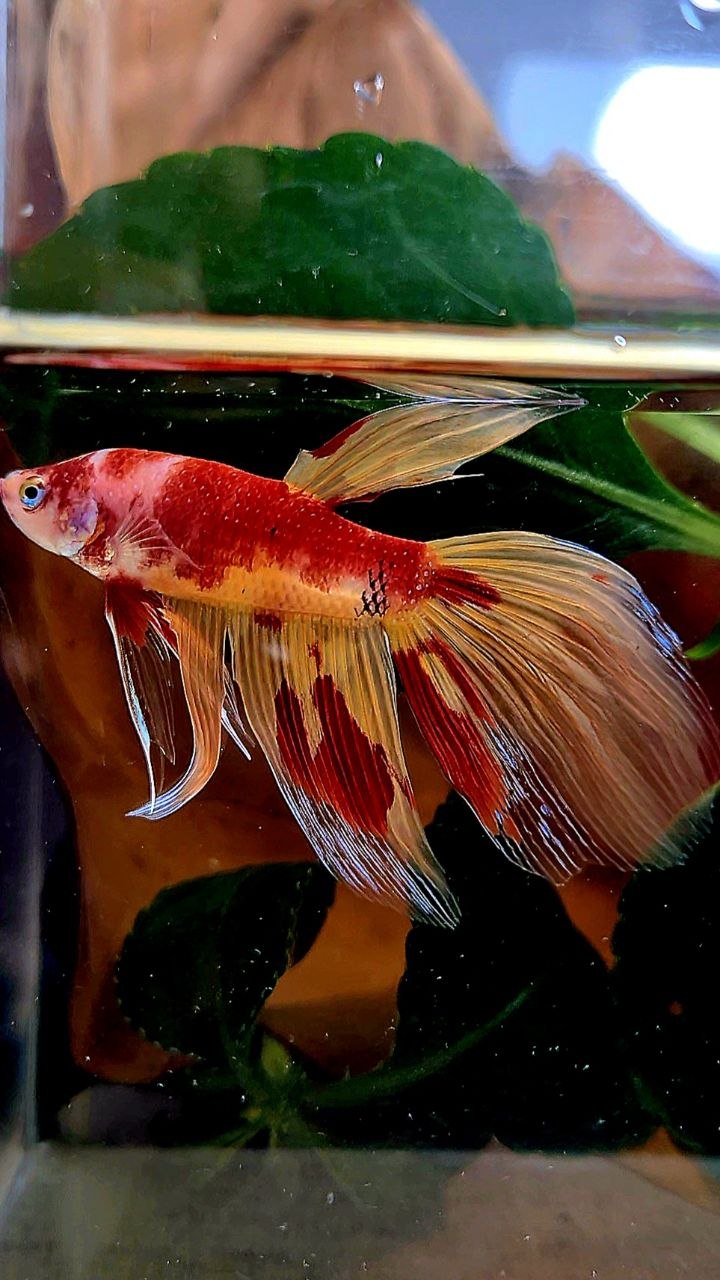 VEILTAIL FIRE LEOPARD MARBLE MULTICOLOR BETTA FISH