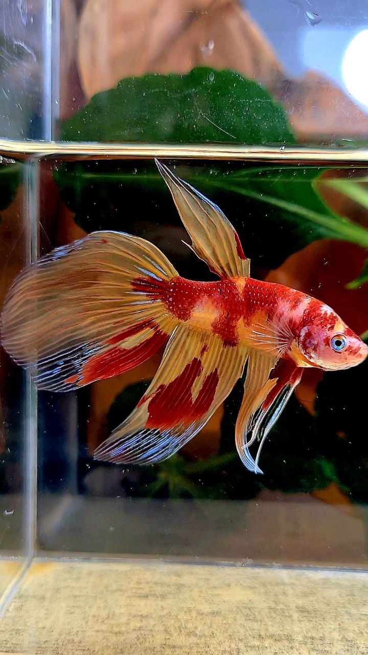 VEILTAIL FIRE LEOPARD MARBLE MULTICOLOR BETTA FISH