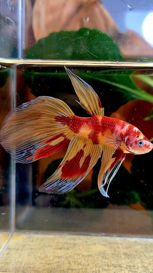VEILTAIL FIRE LEOPARD MARBLE MULTICOLOR BETTA FISH