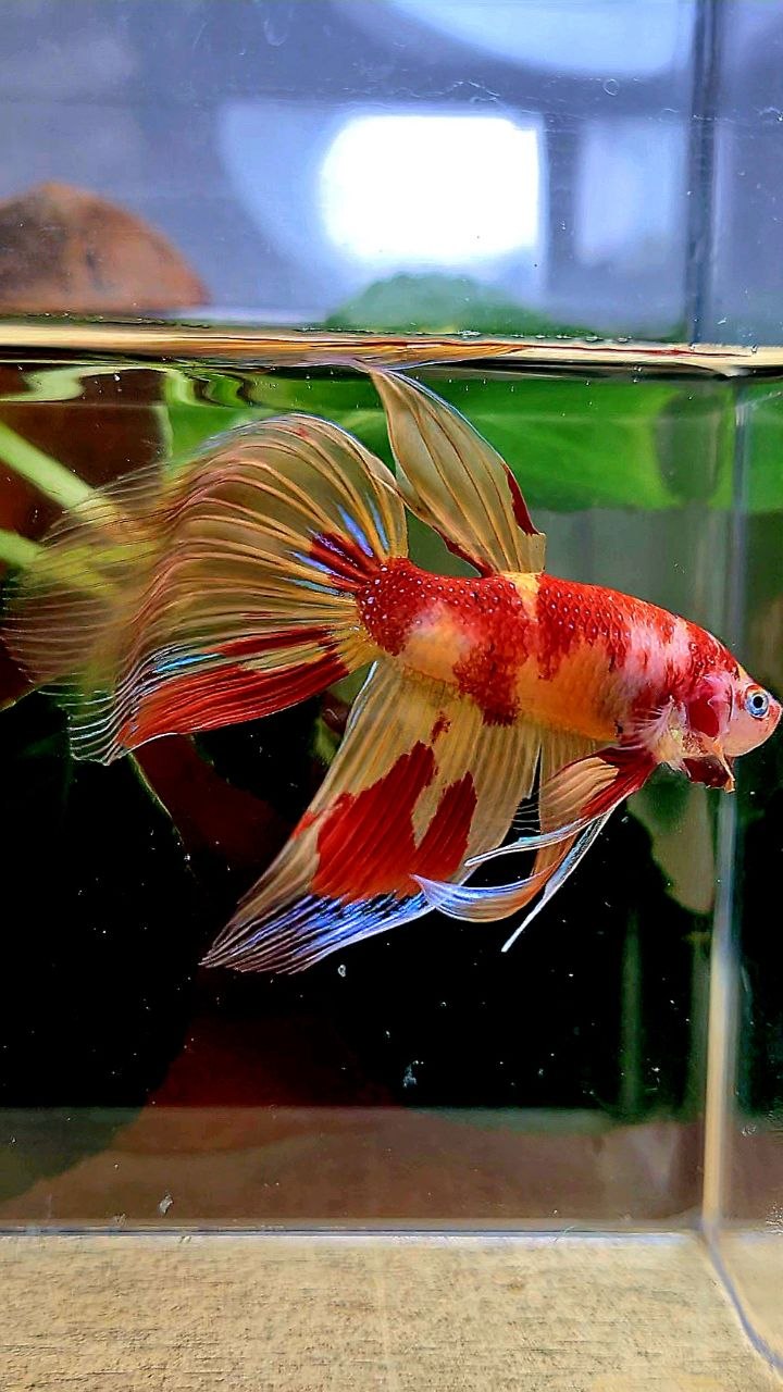 VEILTAIL FIRE LEOPARD MARBLE MULTICOLOR BETTA FISH