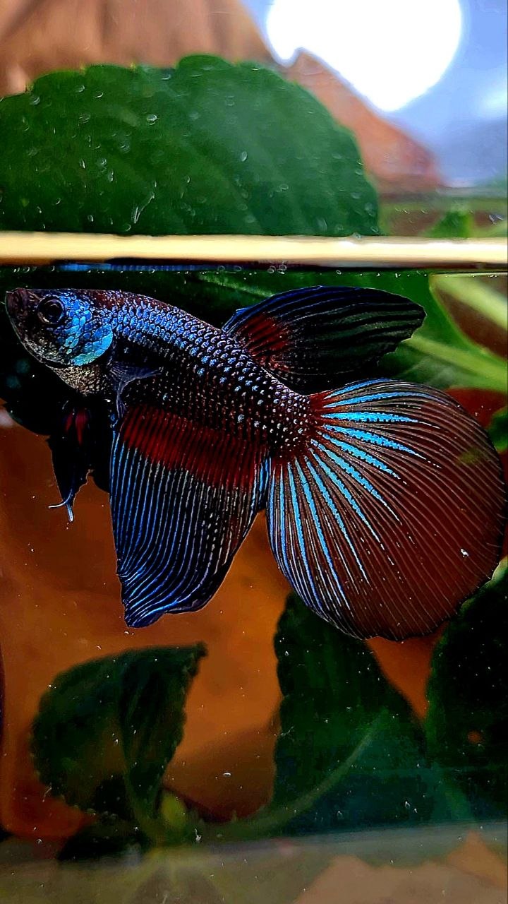 HALFMOON DARK FANCY BETTA FISH