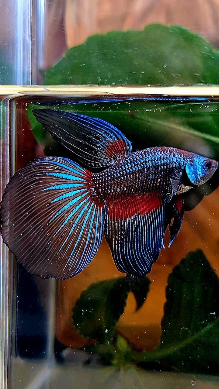 HALFMOON DARK FANCY BETTA FISH