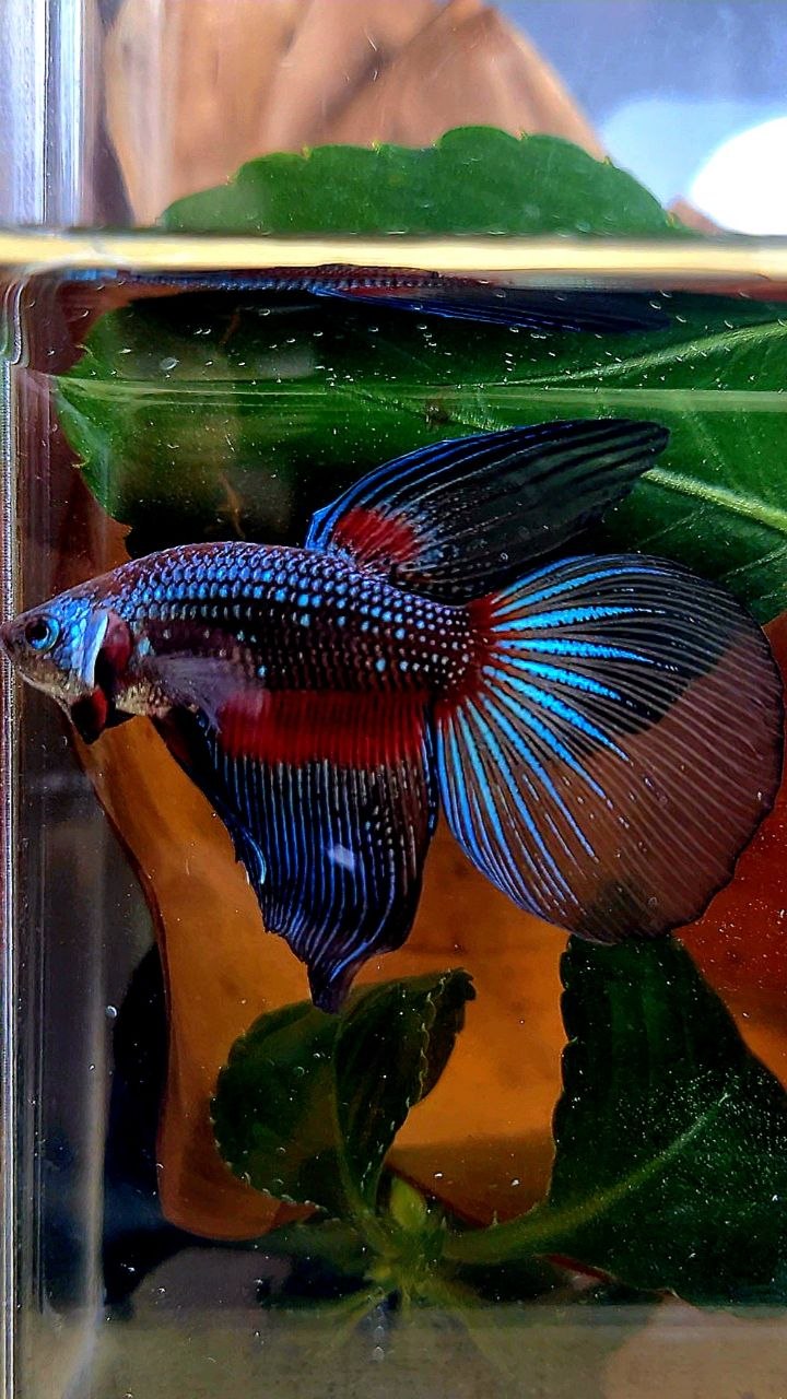 HALFMOON DARK FANCY BETTA FISH