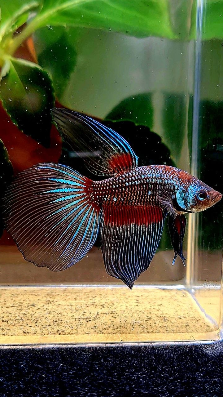 HALFMOON DARK FANCY BETTA FISH