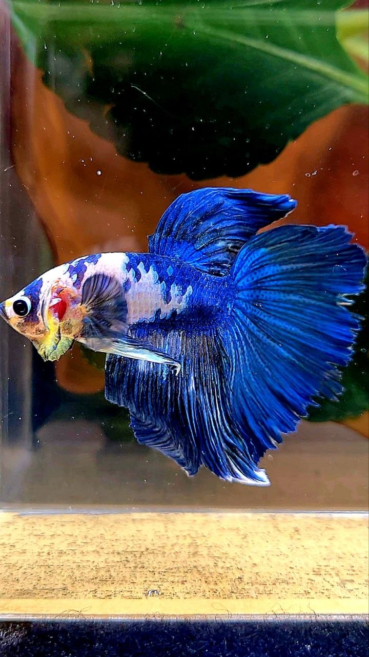 HALFMOON BLUE MARBLE DOTS BETTA FISH