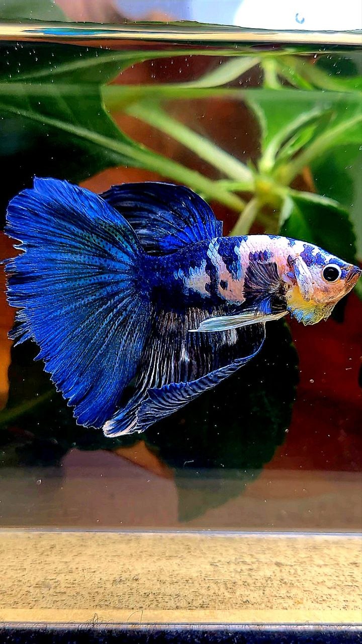 HALFMOON BLUE MARBLE DOTS BETTA FISH