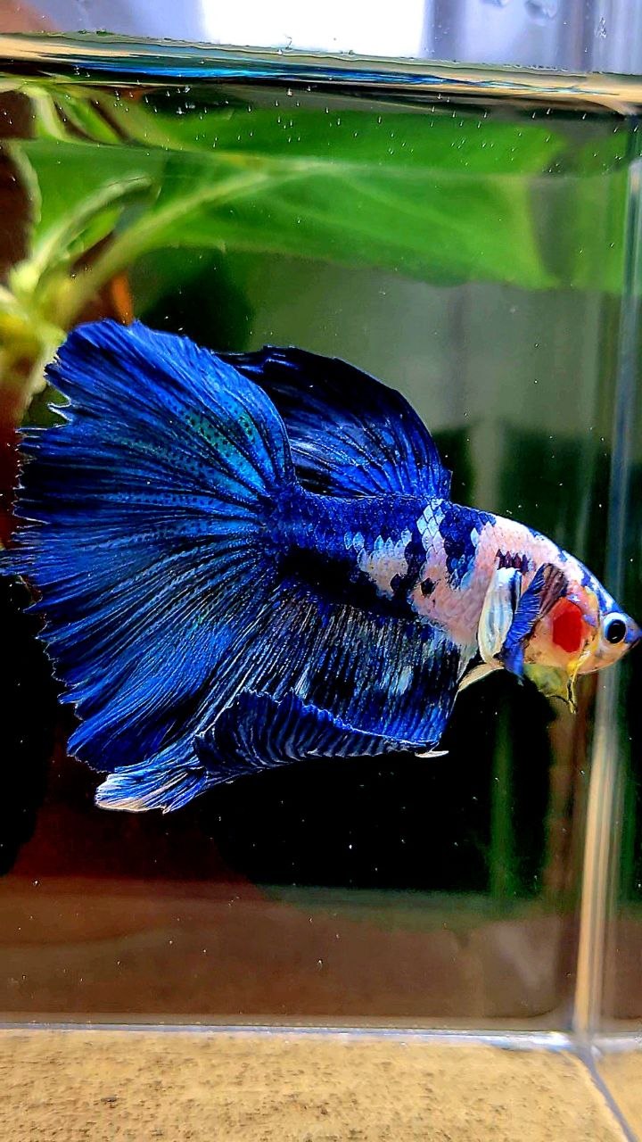 HALFMOON BLUE MARBLE DOTS BETTA FISH