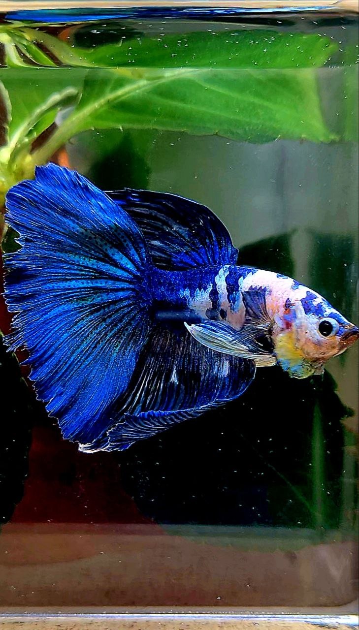 HALFMOON BLUE MARBLE DOTS BETTA FISH