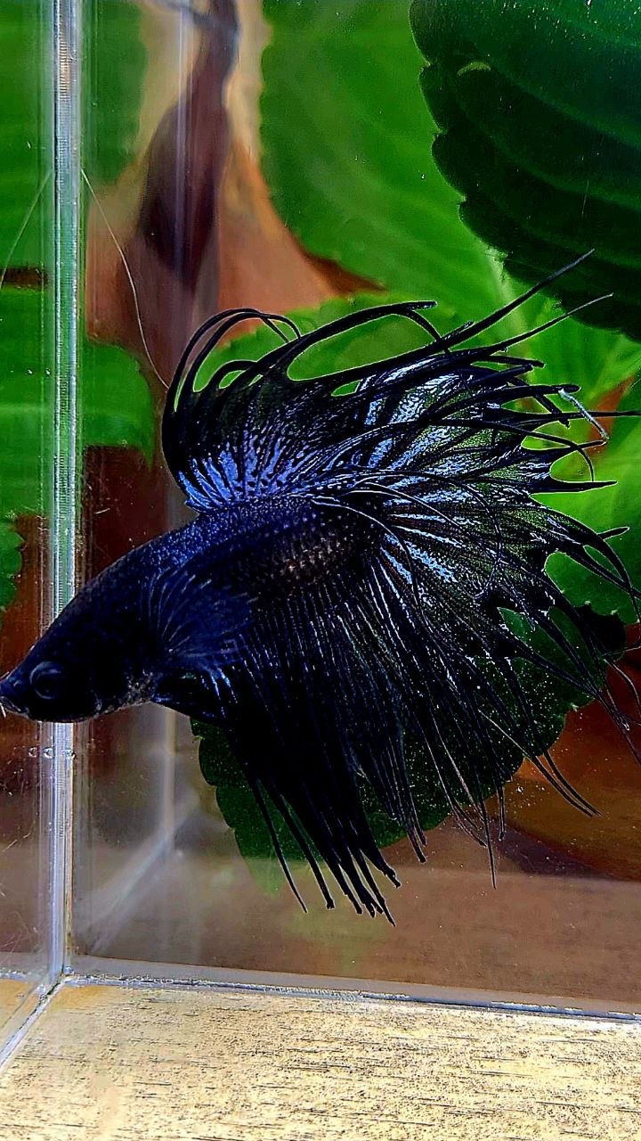 CROWNTAIL BLACK ORCHID BETTA FISH
