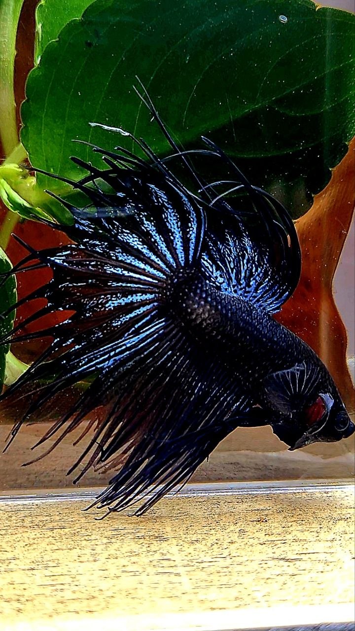 CROWNTAIL BLACK ORCHID BETTA FISH