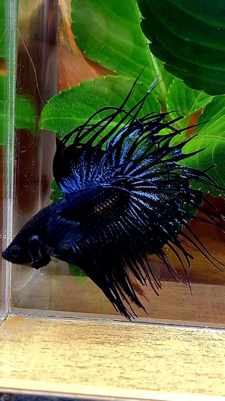 CROWNTAIL BLACK ORCHID BETTA FISH