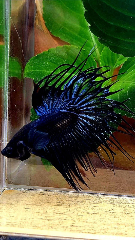 CROWNTAIL BLACK ORCHID BETTA FISH