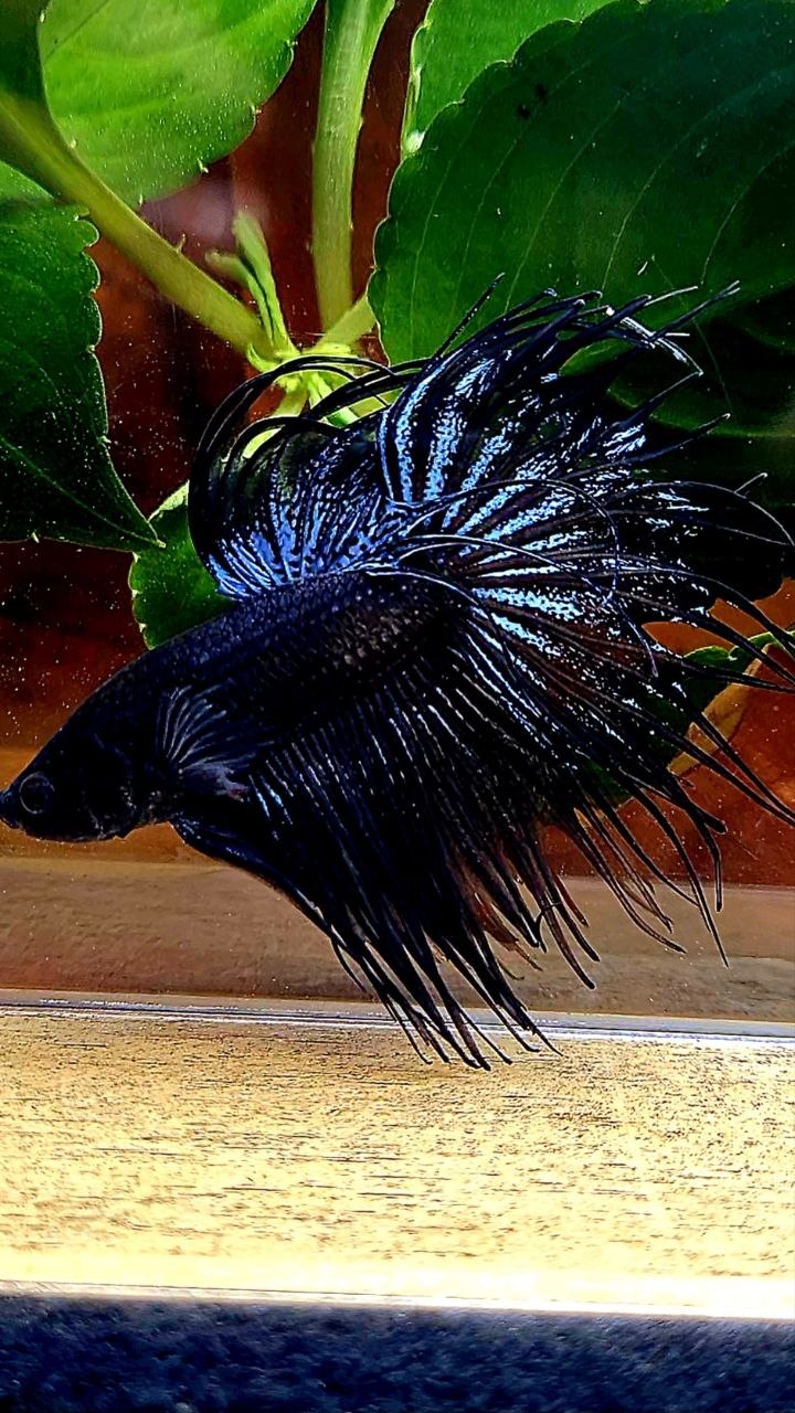 CROWNTAIL BLACK ORCHID BETTA FISH