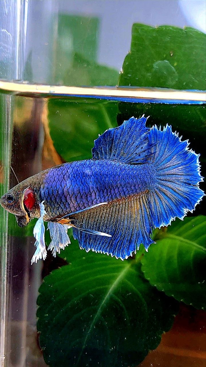 FEMALE HALFMOON DUMBO EAR BLUE YELLOW MUSTARD BETTA FISH