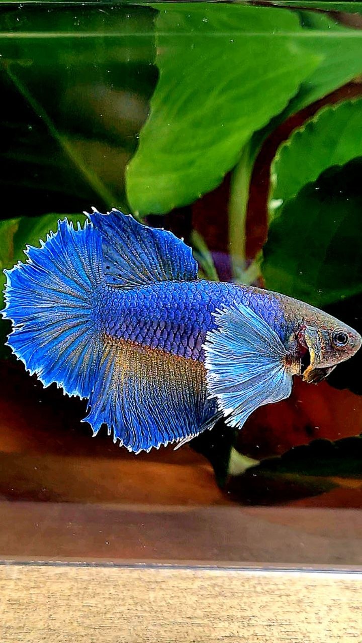 FEMALE HALFMOON DUMBO EAR BLUE YELLOW MUSTARD BETTA FISH