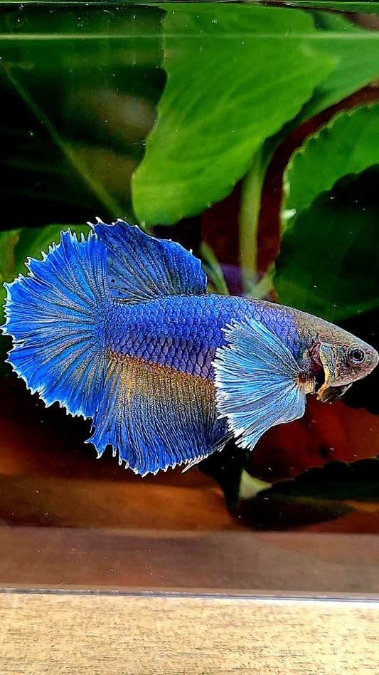 FEMALE HALFMOON DUMBO EAR BLUE YELLOW MUSTARD BETTA FISH