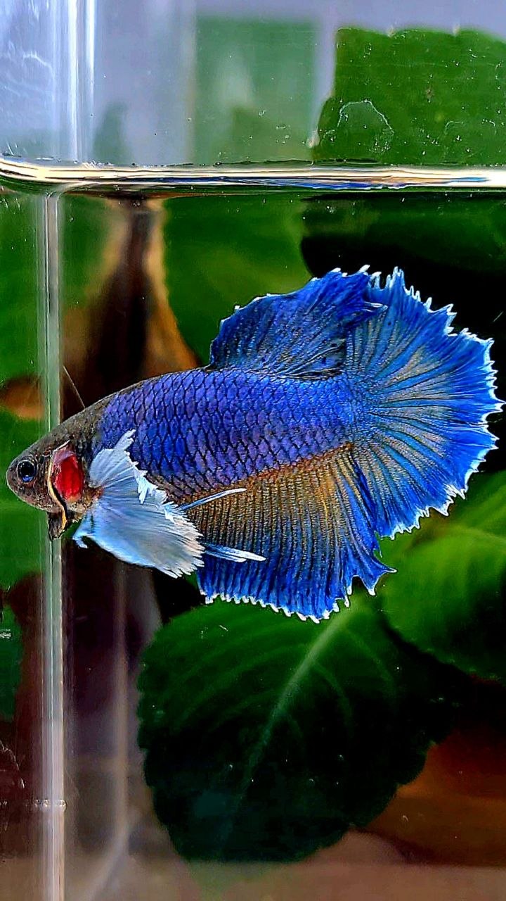 FEMALE HALFMOON DUMBO EAR BLUE YELLOW MUSTARD BETTA FISH
