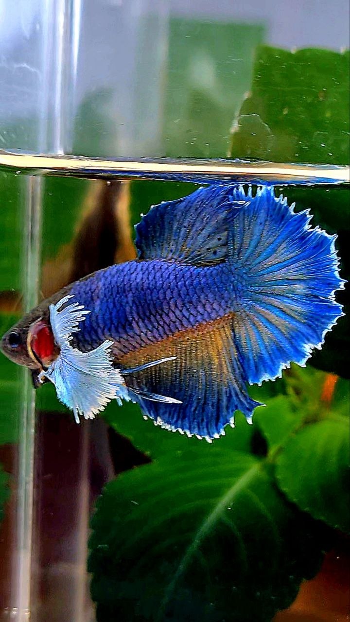 FEMALE HALFMOON DUMBO EAR BLUE YELLOW MUSTARD BETTA FISH