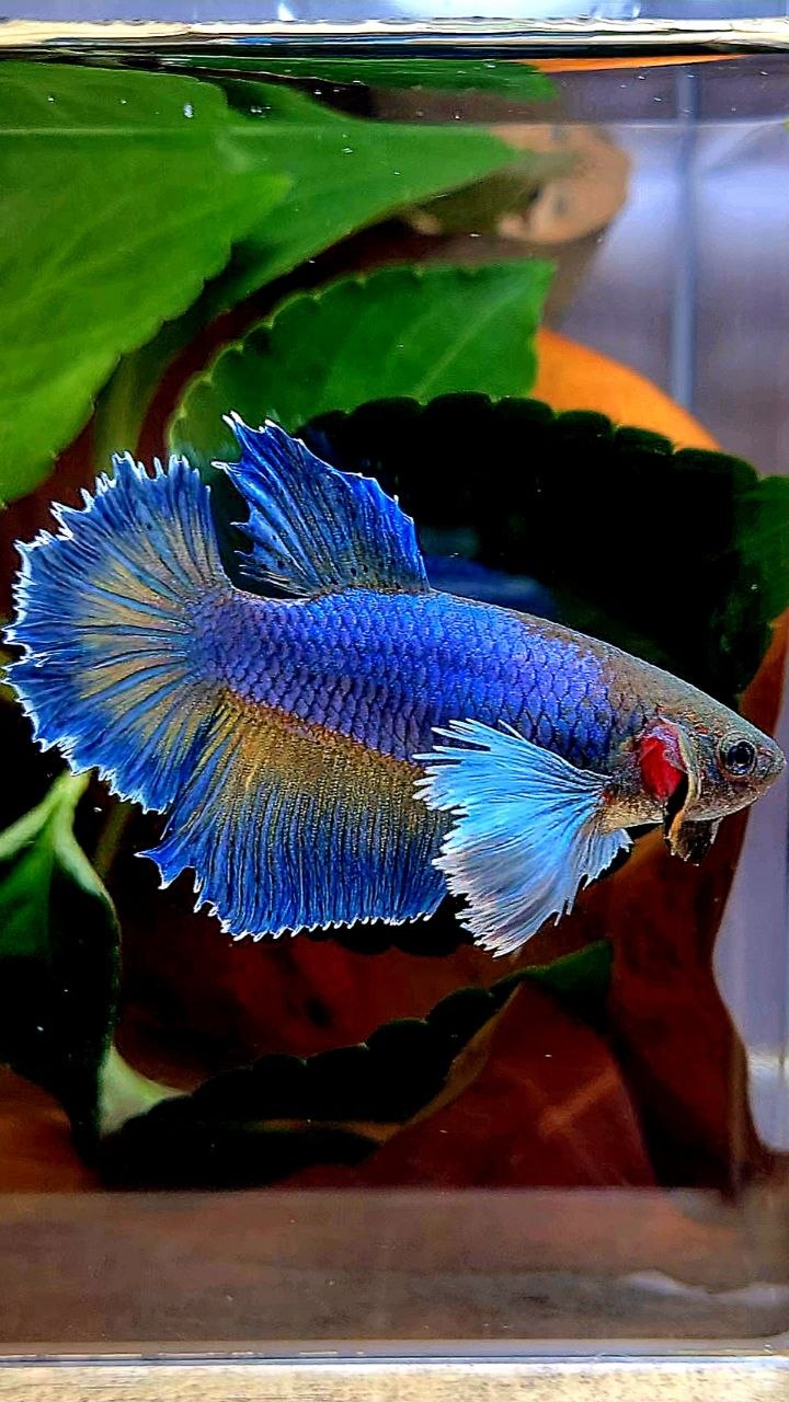 FEMALE HALFMOON DUMBO EAR BLUE YELLOW MUSTARD BETTA FISH