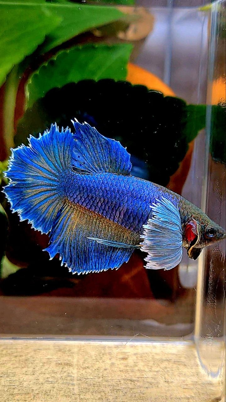 FEMALE HALFMOON DUMBO EAR BLUE YELLOW MUSTARD BETTA FISH