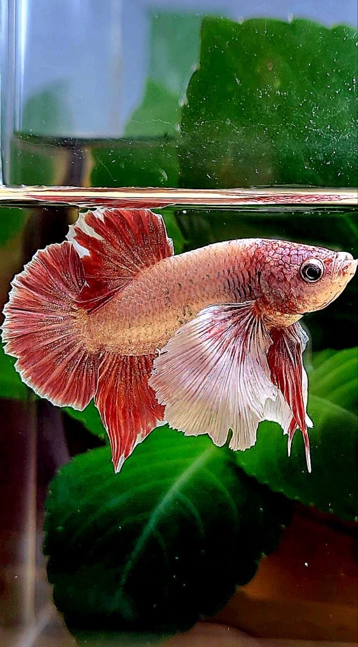 PLAKAT DUMBO EAR LAVENDER BETTA FISH